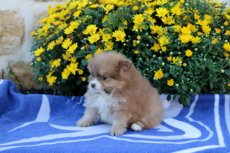 puppy, for, sale, Pomeranian, Matthew B. Stoltzfus, dog, breeder, Gap, PA, dog-breeder, puppy-for-sale, forsale, nearby, find, puppyfind, locator, puppylocator, aca